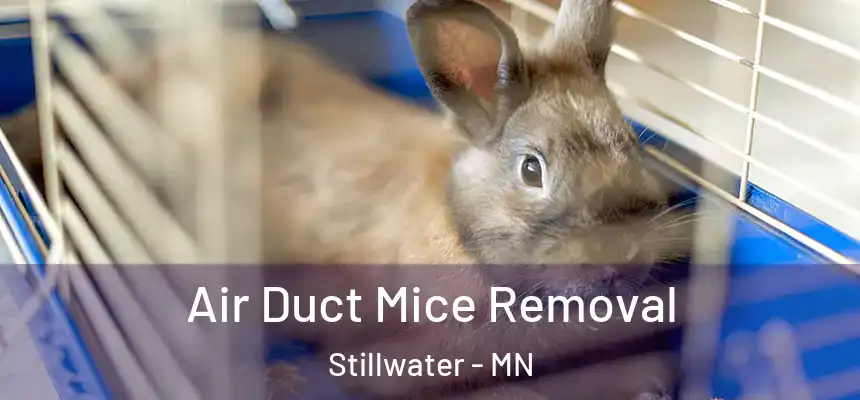 Air Duct Mice Removal Stillwater - MN
